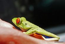 Red eyed Tree frog - Costa Rica